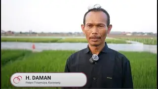 Nyawah dengan Tenang sudah mereka rasakan