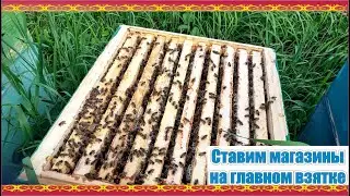Главный взяток