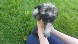 Genie the Havanese Puppy!