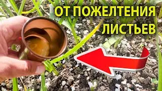 ЭТА ПОДКОРМКА СНОВА СДЕЛАЕТ ЛИСТЬЯ ЧЕСНОКА ЗЕЛЕНЫМИ НА ТОЛСТОЙ НОЖКЕ ГОЛОВКУ С КУЛАК