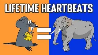 Rate-Of-Living Theory Explained (A Mouse And An Elephant Share The Same Heartbeats In Lifetime)