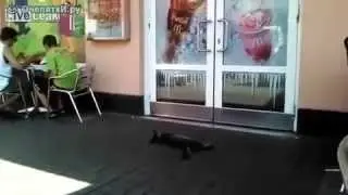Котяра пофигист