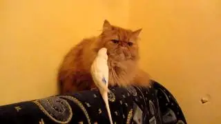 Попка, ты уже достал котэ! Сладкая парочка - персидский кот и попугай
