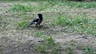 Жаркое лето 2021.Городские вороны хотят пить.City crow.4K
