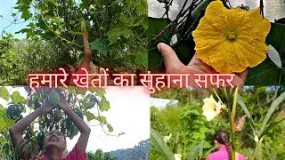 सुहाना सफर और ये मौसम हसीं || खेत की फसल आजकल || Vandana Bisht