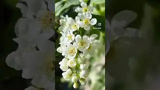 #черемуха #цвететипахнет #весна