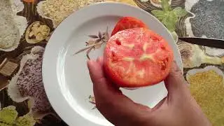 томат Севрюга