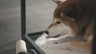 My dog loves toilet paper rolls | Bagel the Shiba