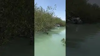 A jungle into three sea ? Is it really a jungle? Yess in chabahar in iran 