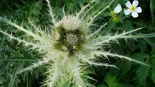 merveilleuse flore alpine ( vidéo 1)