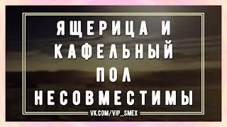 Ящерица и кафельный пол несовместимы