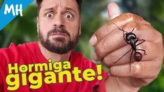 Mi Hormiga Gigante en peligro - Arriesgo su vida para salvarla ! -  Dinomyrmex gigas