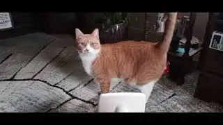 Goofy Cat (Shameless cat video)