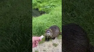 Кто уже так делал?? 
