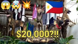 Asong Gubat Or Philippine Witch Dog Could Be 36,000 Years Old