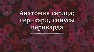 Анатомия сердца. Перикард. Синусы перикарда.
