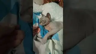 тебе нормально? 🤣 #сфинкс #cat #отдых #юлияветеринар #like