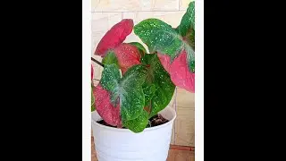 Dua bunga caladium cantik tumbuh subur di teras rumah ku