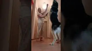 команда(СЛУЖИТЬ)как научить этому собаку напишу в следующем своём видео