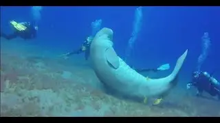 Egypt red sea marsa Alam the dugong