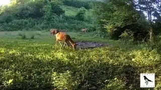 (foto)intrappolati nel Parco ! (Cervo)