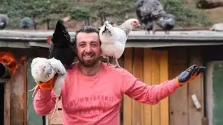 About American Duck 