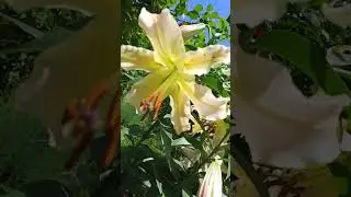 Лилия ОТ-гибрид Элюзив.