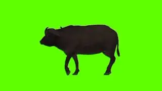 Green screen Buffalo video | Buffalo walking green screen