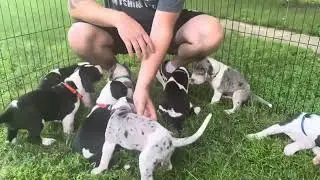 We have PUPPIES!!!!!