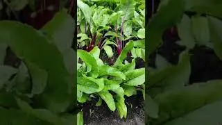 Свёкла и кролики