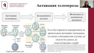 Сорокина А Р  — бессмертие раковых клеток