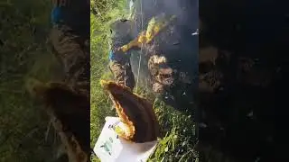 Вот как добывают мёд и диких пчёл!!!