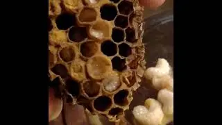 Трутневый расплод со старой рамки. Гомогенат. не Маточное молочко!