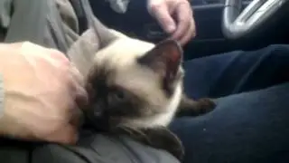 Сима