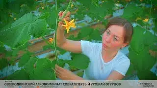 Северодвинский агрокомбинат собрал первый урожай огурцов // VDVSN.RU