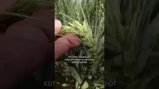 Фиолетовозёрная пшеница Uralicum #сергийризанов #сельскоехозяйство #пшеница #урожайность #фермерство