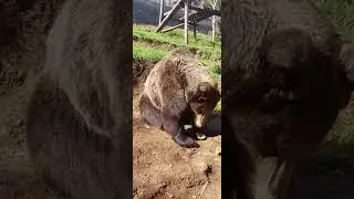 Nasa Masa medved koji voli paštete 🙂