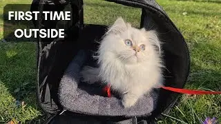 Kitten's First Time Outside | Cat goes Outside For the First Time