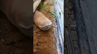 Happy mole 