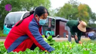 Shared farms help boost income of farmers in central China