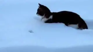 Новые Приколы Про Кошек!!!