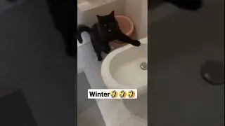 #cat #cutecat #cute #video #viralshorts #viral