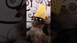 Султан Мяулиман 😼 