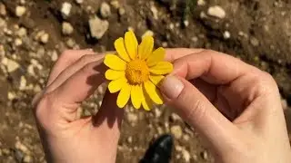Pulling Petals off a Flower