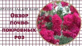 Rose//Обзор почвопокровных роз в моем саду.