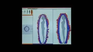 About GDV Camera (Kirlian Effect) by Dr.Korotkov