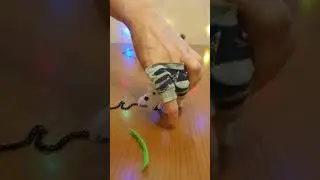 Schnauzer sits on a chain. Will the dog die? #shortsvideoviral #shortsvideo