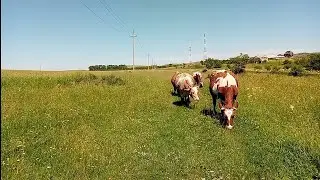 Плюс 40/Коровы не выдерживают/Зачем нам сено летом