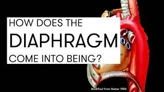 How does the Diaphragm come into being?