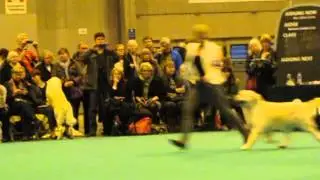 Crufts 2015 - Multi Ch.Majik Truth or Dare (take 1)